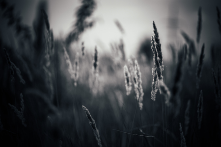 beautiful autumn field several spike close up.の写真素材