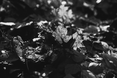 black white photo tree leaf forest autumn beauty nature.の写真素材