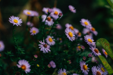 beautiful asters, osteospermum closeup in the garden.
