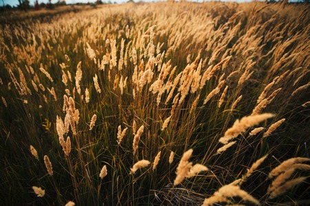 beautiful autumn field several spike close up.