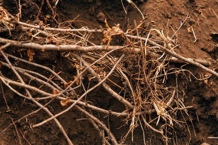 dark background fertile soil close upの写真素材