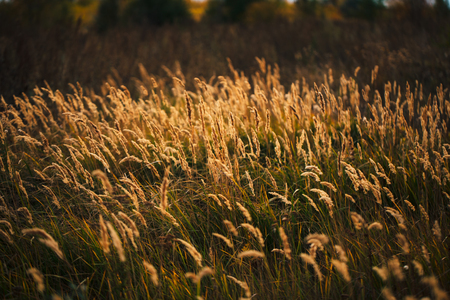 beautiful autumn field several spike close up.の写真素材