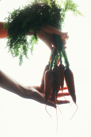 hands of a girl holding a carrot on a light background.の写真素材