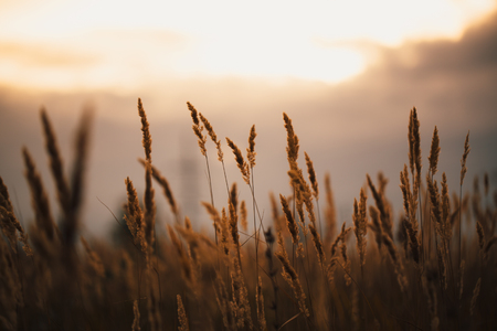 beautiful autumn field several spike close up.の写真素材