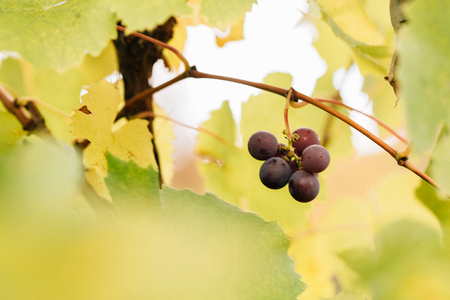 dark grapes grow on a branch in autumnの写真素材