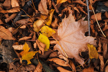 colorful red orange autumn leaves close up.の写真素材