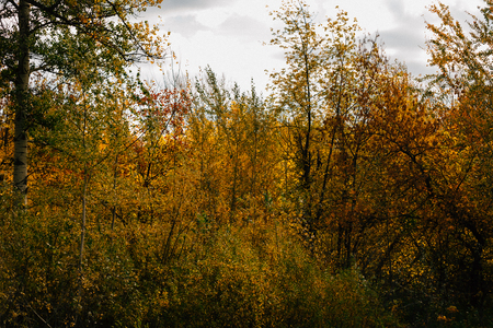 Orange yellow tree leaf forest autumn beauty nature.の写真素材