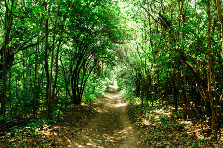 green trees in the forest in the sunlight.の写真素材
