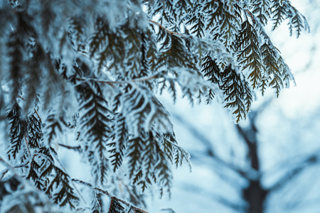 winter light dark green larch branches in the snow.の写真素材
