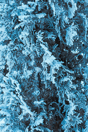 winter light dark green larch branches in the snow.の写真素材