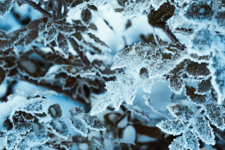 barberry close up branches in the snow.の写真素材