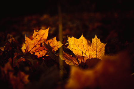 Orange yellow tree leaf forest autumn beauty nature.の写真素材