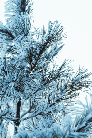frozen spruce in hoarfrost in winter afternoon.の写真素材