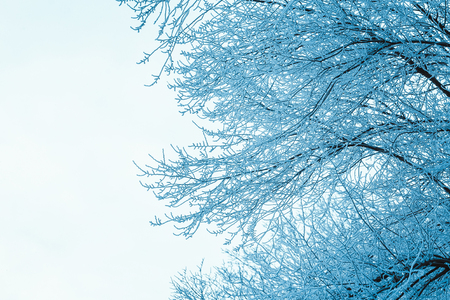 branches in the snow during the day.の写真素材