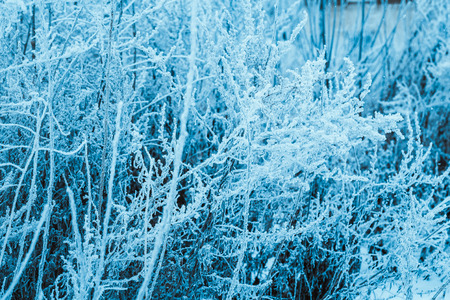 winter forest and branches in the snow during the day.の写真素材