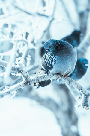 pigeons sitting hunched on a branch in the winter day.の写真素材