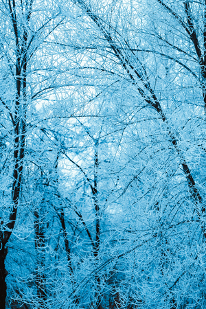 winter forest and branches in the snow during the day.の写真素材