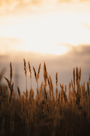 beautiful autumn field several spike close up.の写真素材