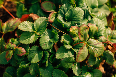 colorful dark green autumn leaves close up.の写真素材