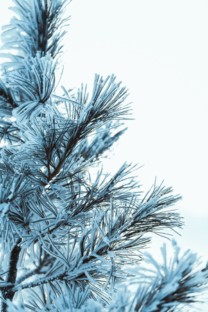 frozen spruce in hoarfrost in winter afternoon.の写真素材