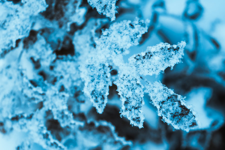 barberry close up branches in the snow.の写真素材