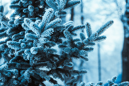frozen spruce in hoarfrost in winter afternoon.の写真素材