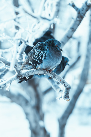 pigeons sitting hunched on a branch in the winter day.の写真素材