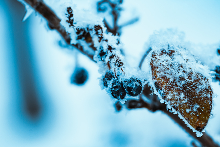 barberry close up branches in the snow.の写真素材