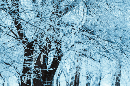 winter forest and branches in the snow during the day.の写真素材