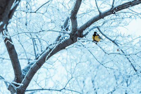 little tit sits on a tree branch in winter.の写真素材