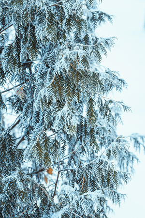 winter light dark green larch branches in the snow.の写真素材