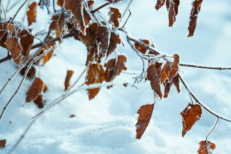 yellow leaves on branches in hoarfrost in winter.の写真素材