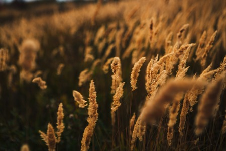 beautiful autumn field several spike close up.の写真素材