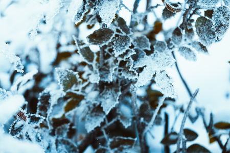 barberry close up branches in the snow.の写真素材