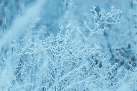 frozen plants in hoarfrost in winter afternoon.の写真素材