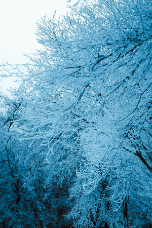 winter forest and branches in the snow during the day.の写真素材