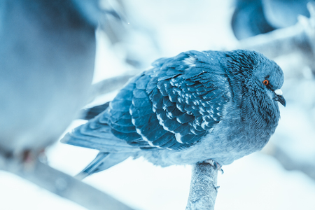 pigeon on the branch perched in the winter afternoon.の写真素材