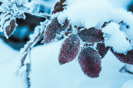 barberry close up branches in the snow.の写真素材