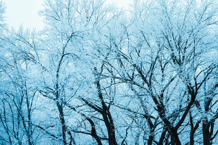winter forest and branches in the snow during the day.の写真素材