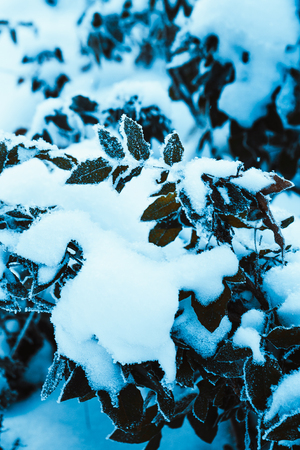 barberry close up branches in the snow.の写真素材