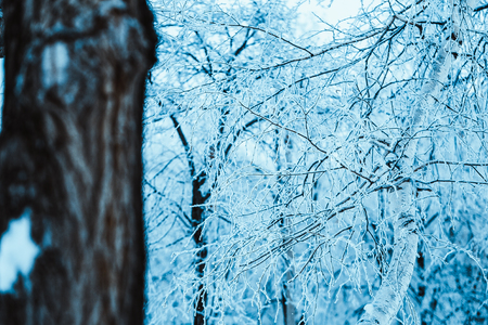 winter forest and branches in the snow during the day.の写真素材