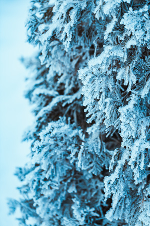 winter light dark green larch branches in the snow.の写真素材
