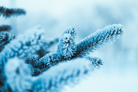 frozen spruce in hoarfrost in winter afternoon.の写真素材