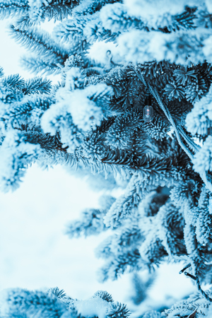 frozen spruce in hoarfrost in winter afternoon.の写真素材
