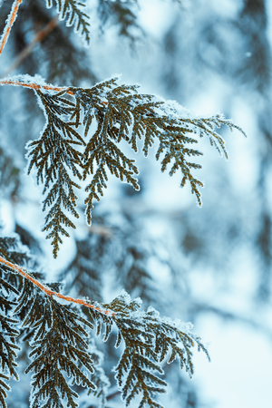 winter light dark green larch branches in the snow.の写真素材