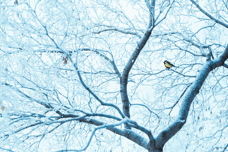 little tit sits on a tree branch in winter.の写真素材