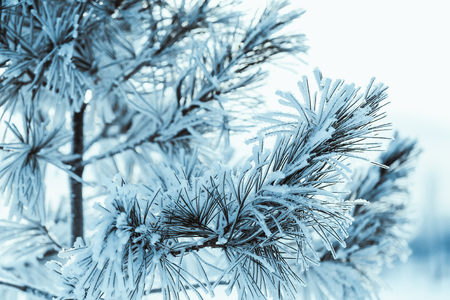 frozen spruce in hoarfrost in winter afternoon.の写真素材