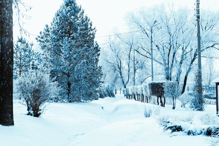 white winter forest on blue sky backgroundの写真素材