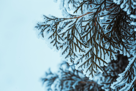 winter dark green larch branches in the snow close up.の写真素材