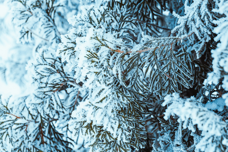 winter dark green larch branches in the snow close up.の写真素材